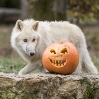 Halloween au Parc de Sainte-Croix - La Sorcière des Vents