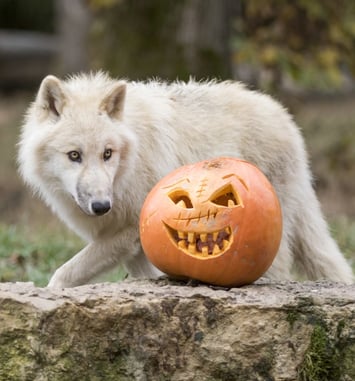 Halloween au Parc de Sainte-Croix - La Sorcière des Vents