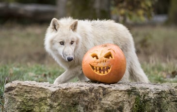 Halloween au Parc de Sainte-Croix - La Sorcière des Vents