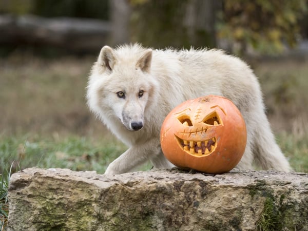 Halloween au Parc de Sainte-Croix - La Sorcière des Vents