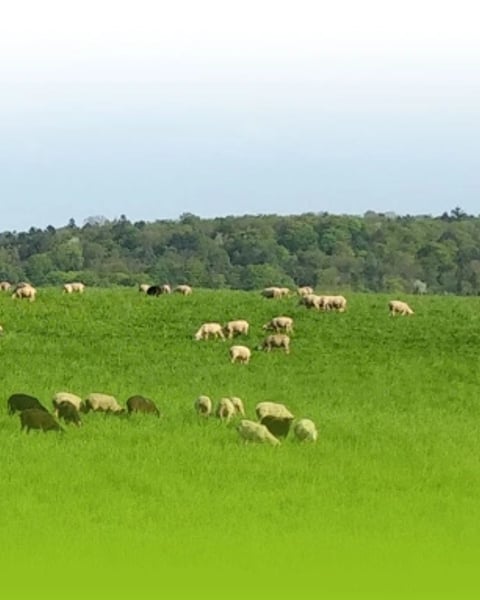 Ferme du Chambeyron